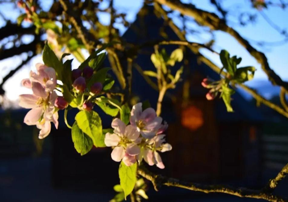 Apple Blossom Glamping Kilkenny Exterior foto